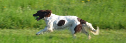 En aktiv hund er en glad hund